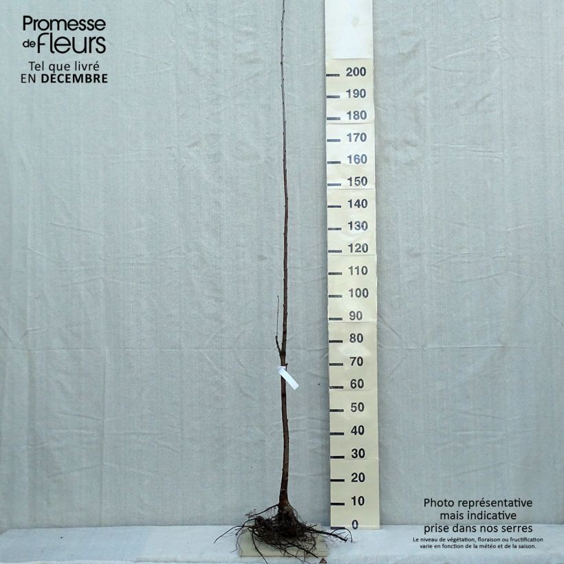 Bird Cherry - Prunus avium Bare root sample as delivered in winter