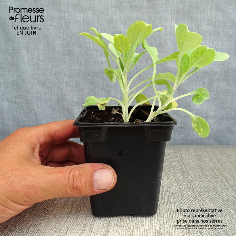 Mertensia maritima sample as delivered in summer