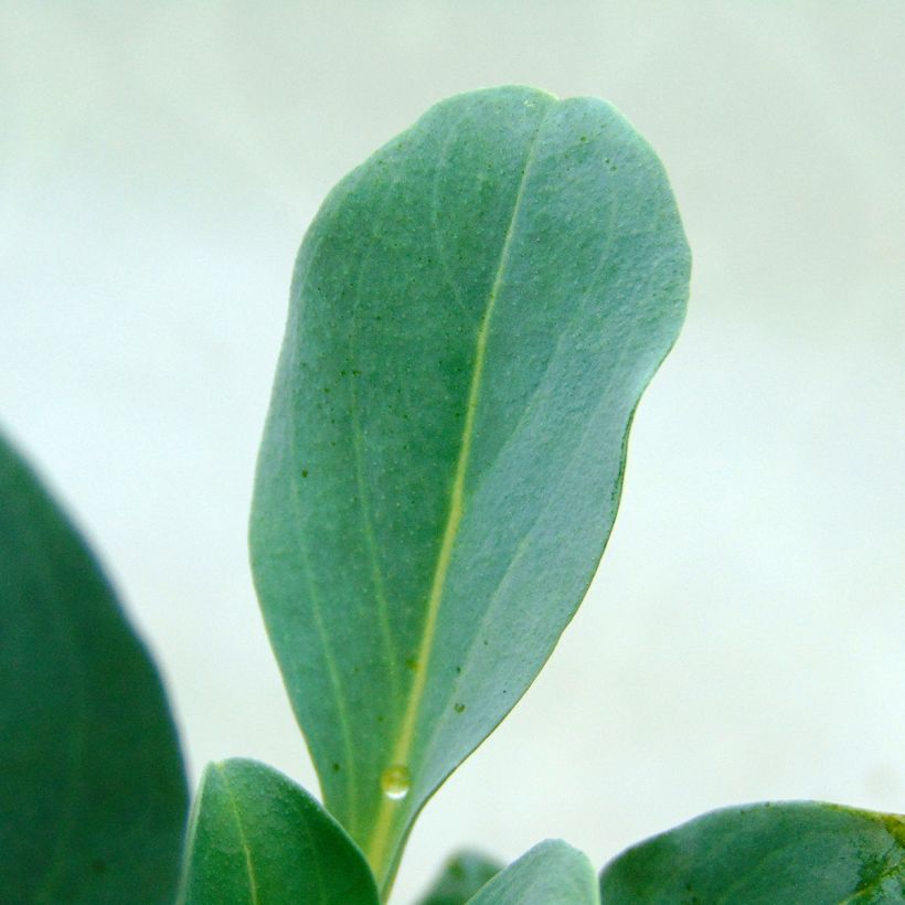 Mertensia maritima - Vegetable Oyster (Foliage)