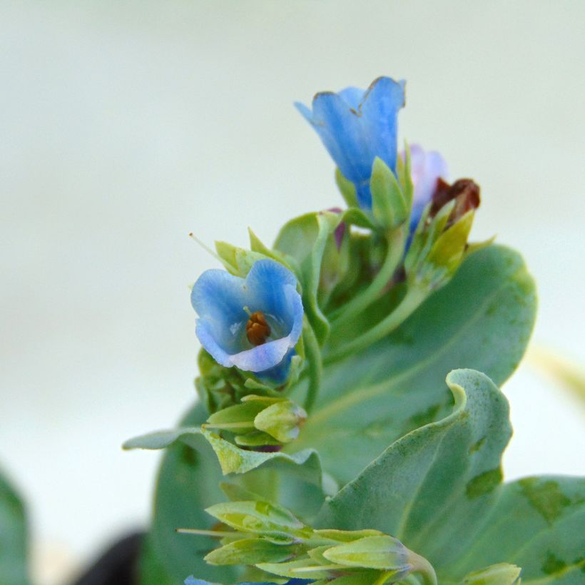 Mertensia maritima - Vegetable Oyster (Flowering)