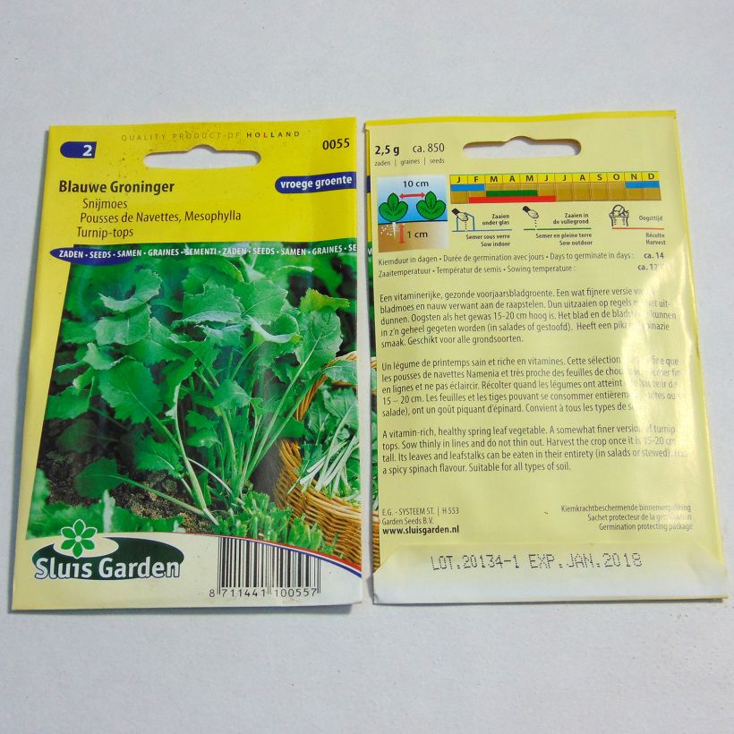 Example of Turnip Blauwe Groninger - Brassica rapa specimen as delivered