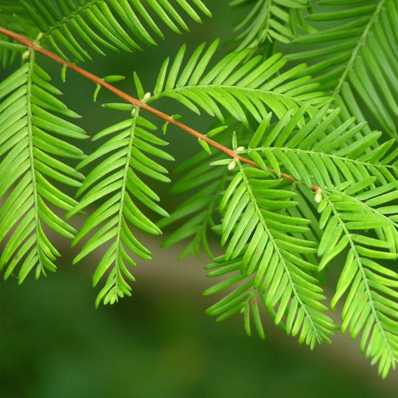 Metasequoia glyptostroboides - Dawn Redwood (Foliage)