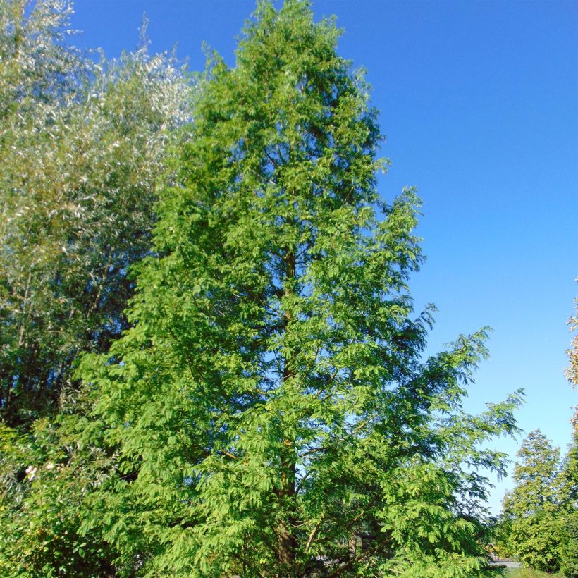 Metasequoia glyptostroboides - Dawn Redwood (Plant habit)