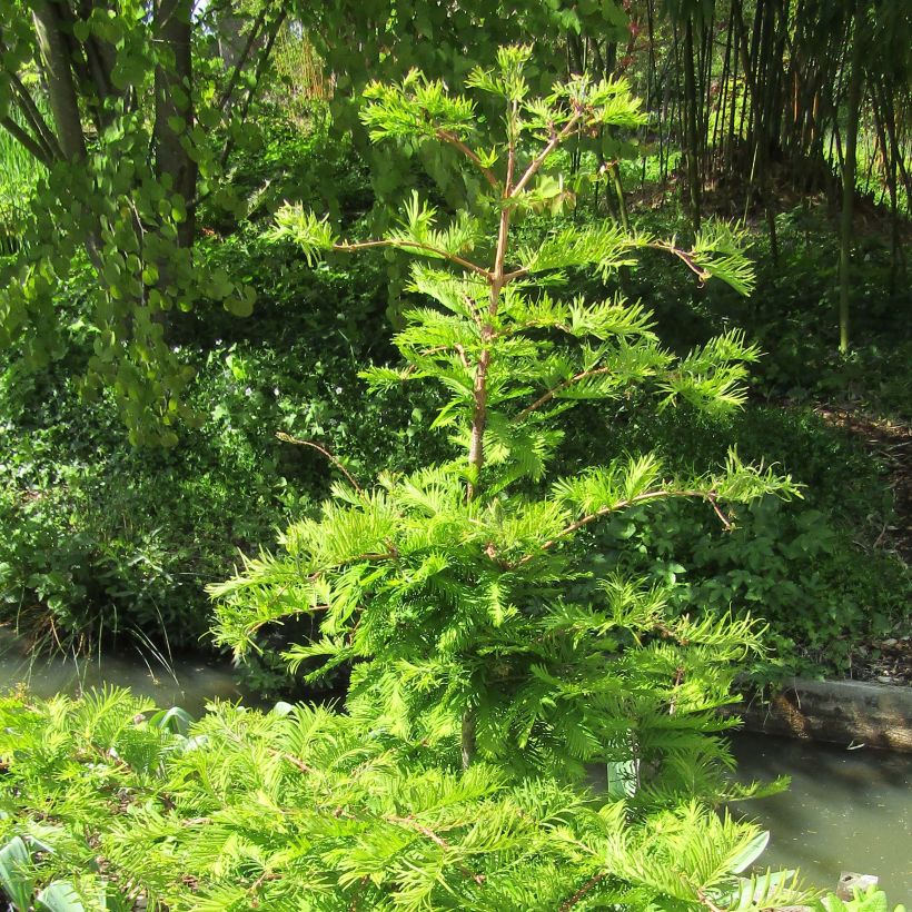 Metasequoia glyptostroboides Chubby - Dawn Redwood (Plant habit)