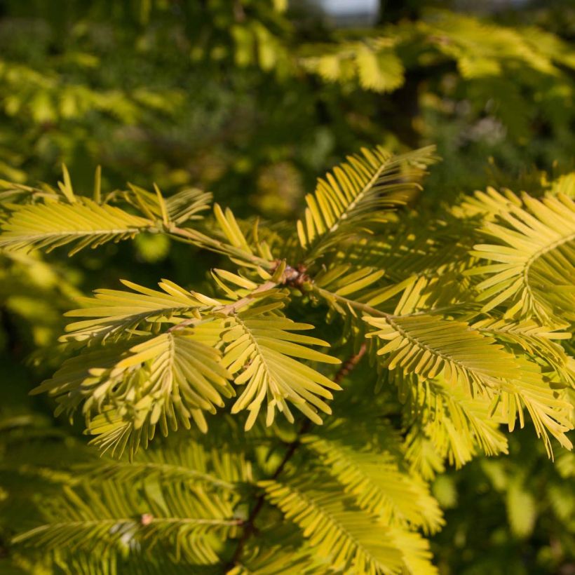 Metasequoia glyptostroboides Gold Rush - Dawn Redwood (Foliage)