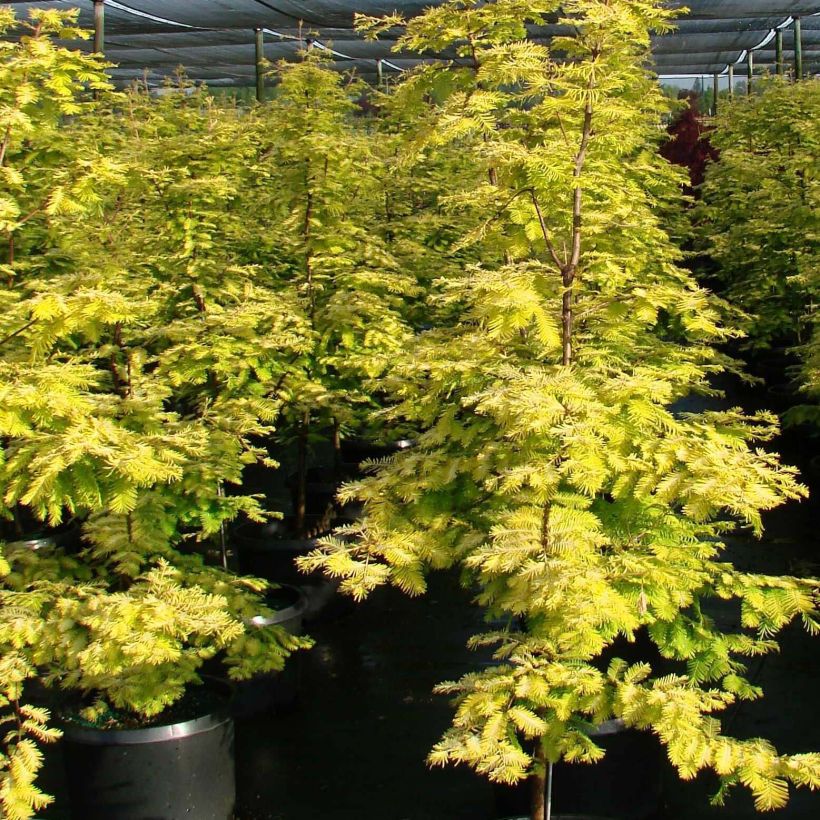 Metasequoia glyptostroboides Gold Rush - Dawn Redwood (Plant habit)