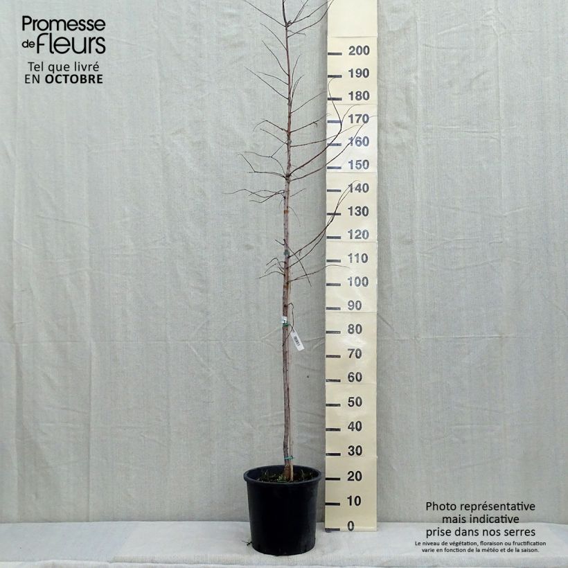 Metasequoia glyptostroboides Gold Rush - Dawn Redwood 7.5L/10L pot sample as delivered in autumn