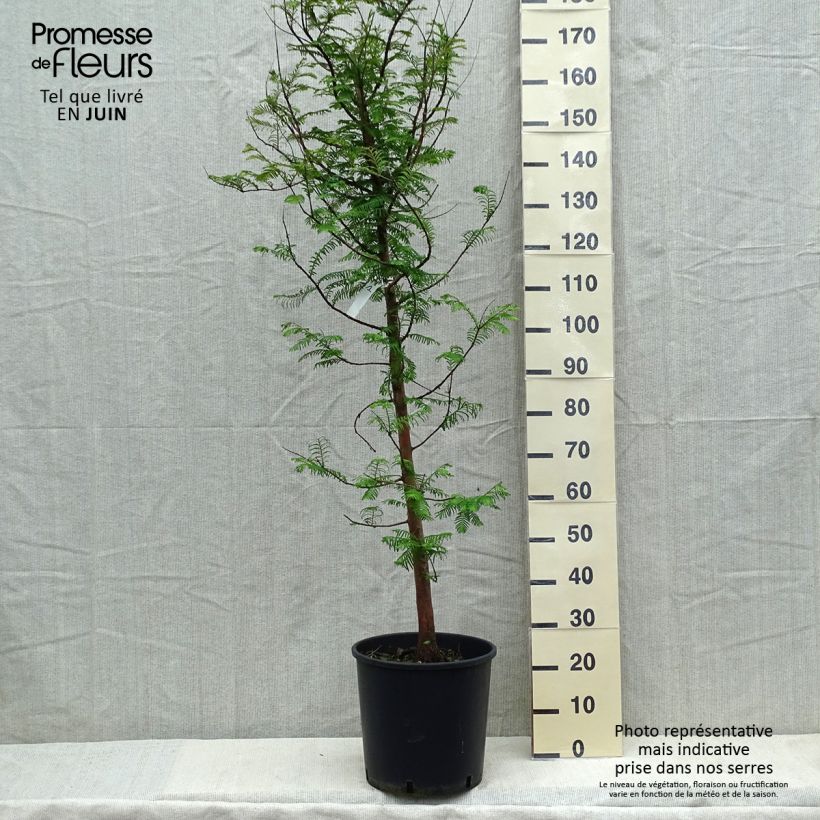Metasequoia glyptostroboides - Dawn Redwood sample as delivered in spring