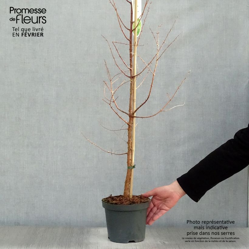Metasequoia glyptostroboides - Dawn Redwood 3L/4L pot sample as delivered in winter