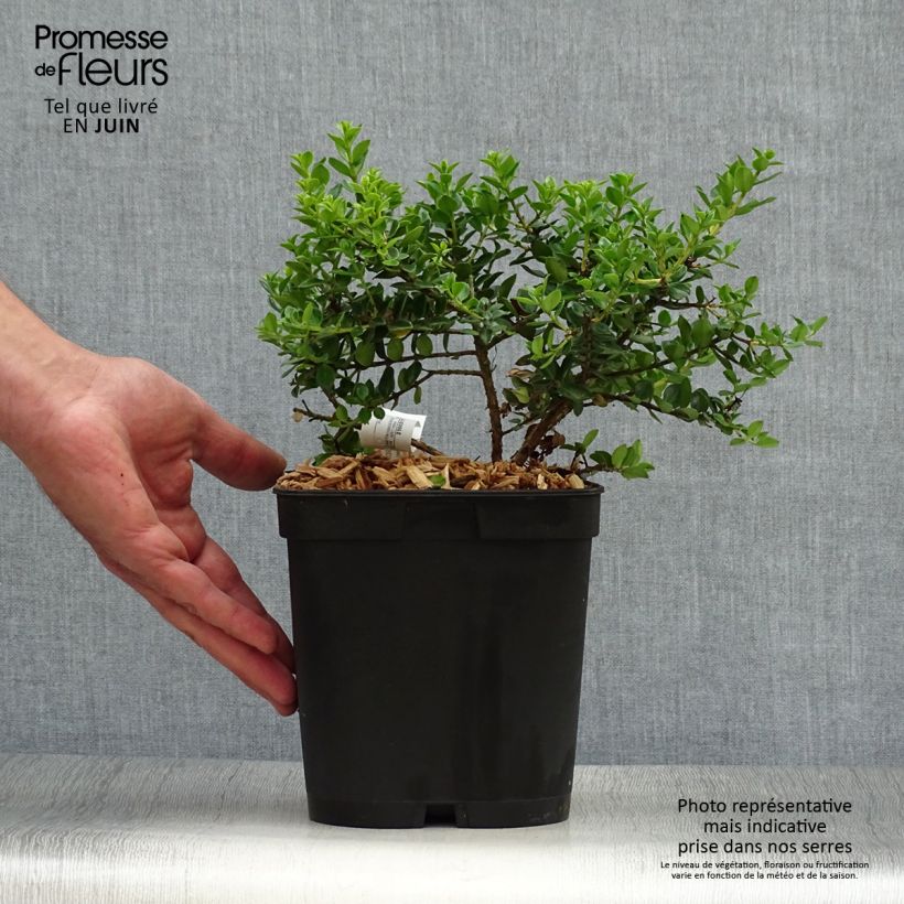 Metrosideros carminea Ferris Wheel 3L/4L pot sample as delivered in summer