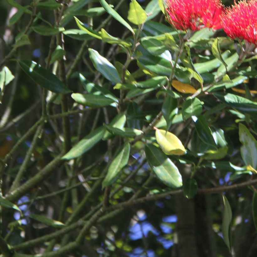 Metrosideros Mistral (Foliage)