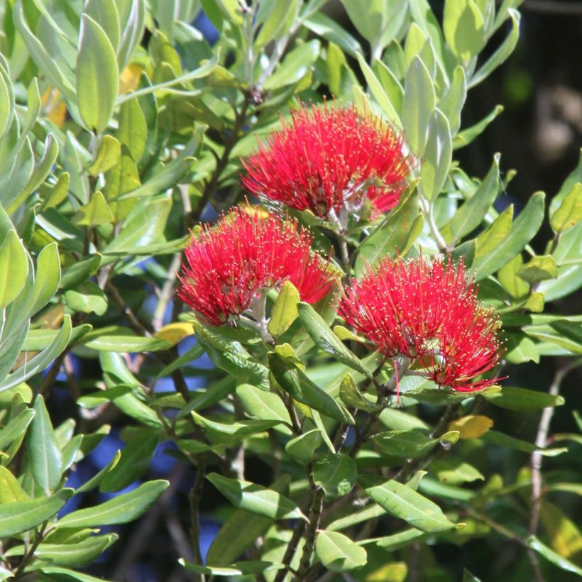 Metrosideros Mistral (Flowering)