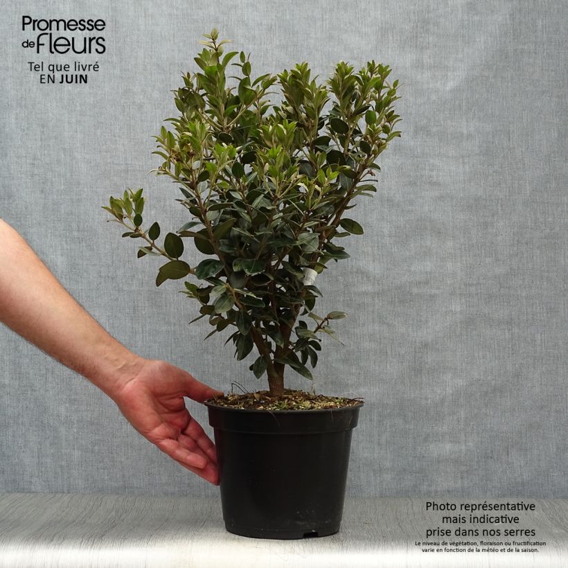Metrosideros Mistral 4L/5L pot sample as delivered in summer