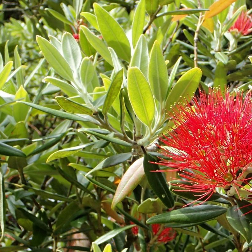 Metrosideros excelsa (Foliage)