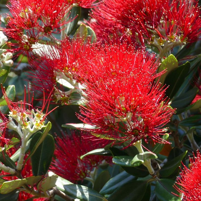 Metrosideros excelsa (Flowering)