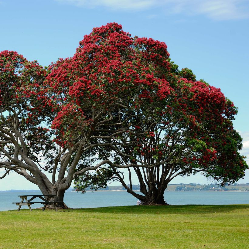 Metrosideros excelsa (Plant habit)