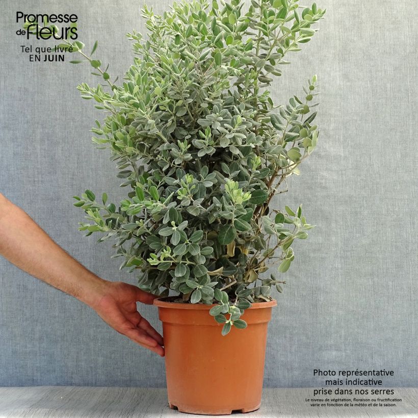 Metrosideros excelsa 7.5L/10L pot sample as delivered in summer