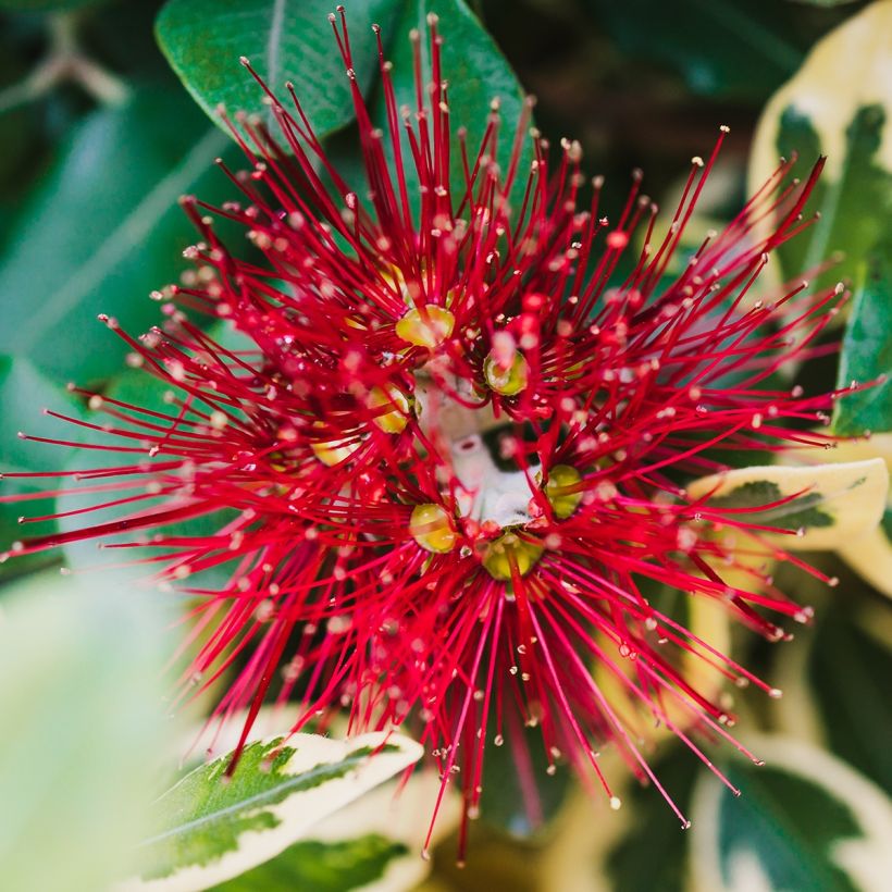 Metrosideros kermadecensis Sunninghill (Flowering)