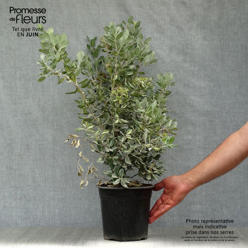 Metrosideros kermadecensis Sunninghill 4L/5L pot sample as delivered in summer