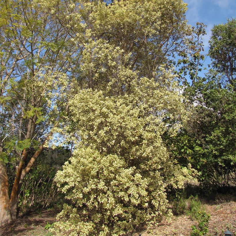 Metrosideros kermadecensis Sunninghill (Plant habit)