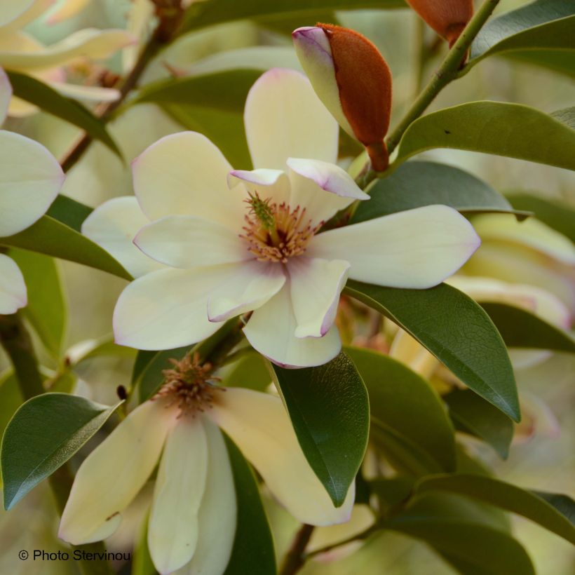 Magnolia Fairy Lime (Flowering)
