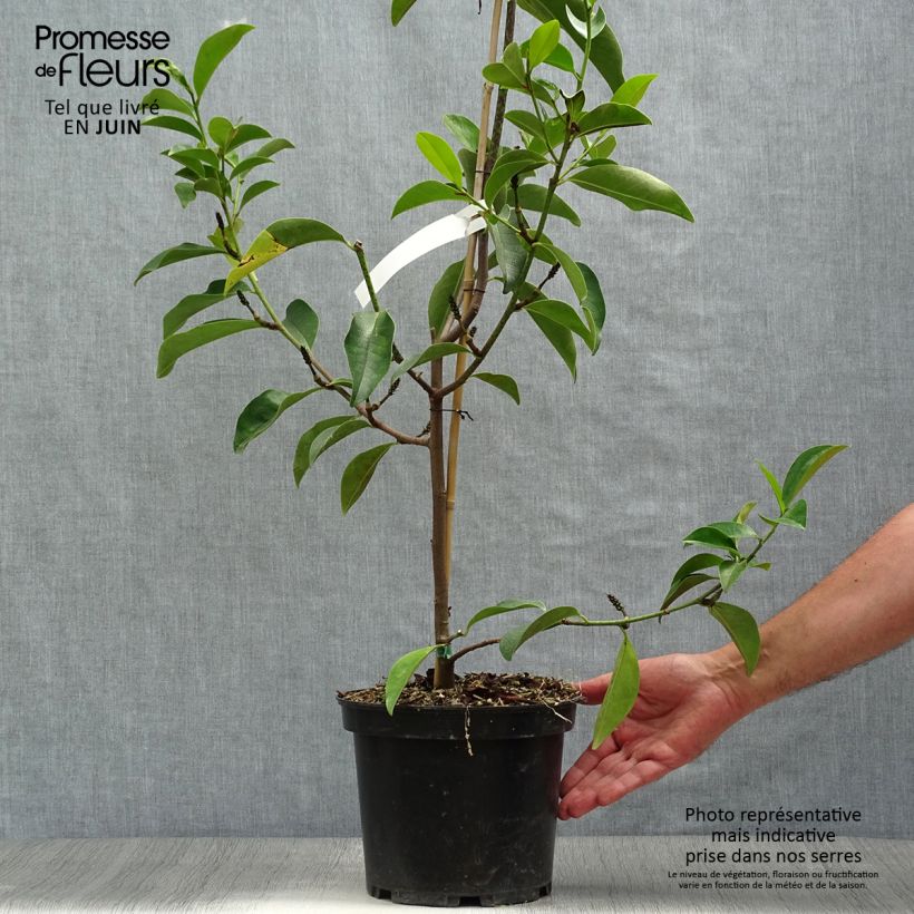 Magnolia Fairy Lime 4L/5L pot sample as delivered in summer