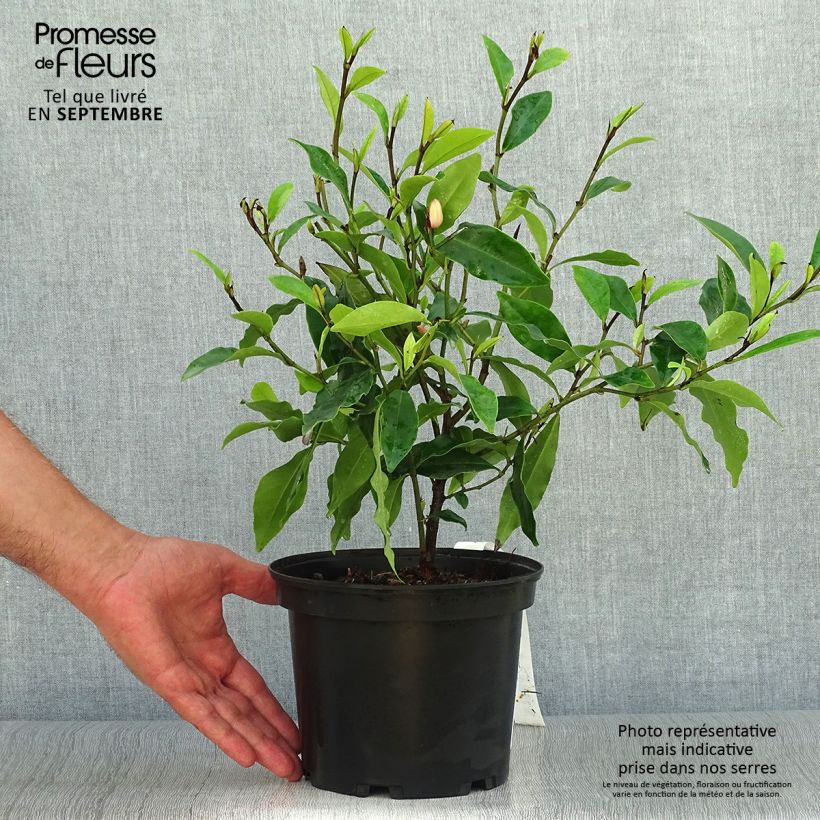 Michelia figo 2L/3L pot sample as delivered in autumn