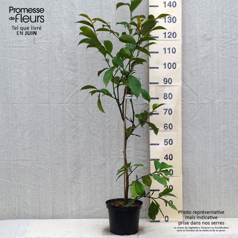 Magnolia Allspice 4L/5L pot sample as delivered in summer