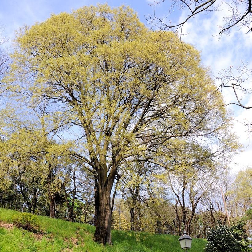 Celtis occidentalis - Hackberry (Plant habit)