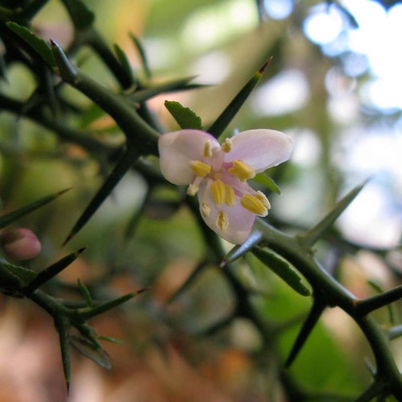 Finger Lime - Microcitrus australasica (Flowering)