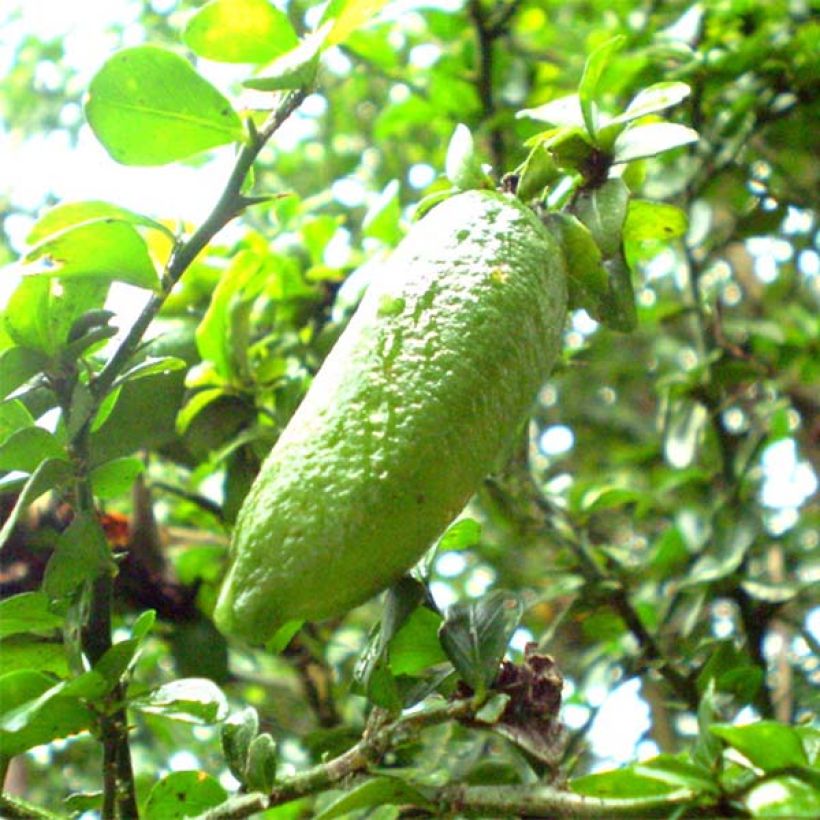 Finger Lime - Microcitrus australasica (Harvest)