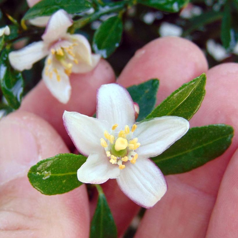 Finger lime green pearls - Microcitrus australasica (Flowering)