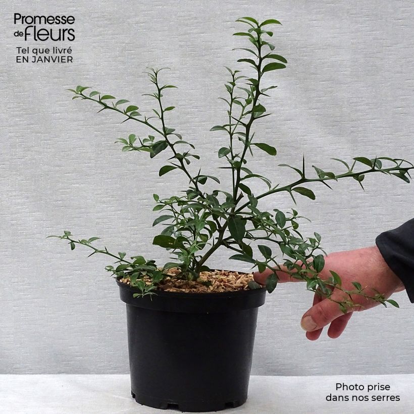 Finger lime green pearls - Microcitrus australasica 2L/3L pot, Bush sample as delivered in winter