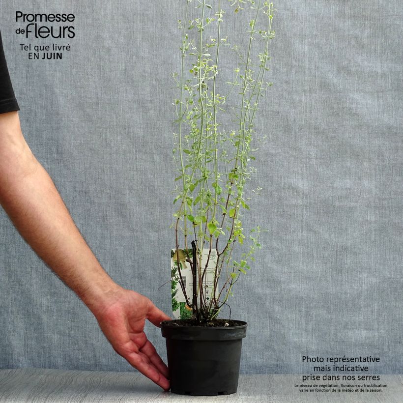 Micromeria thymifolia 1.5L/2L pot sample as delivered in summer