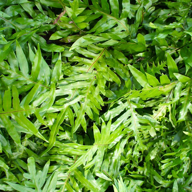 Microsorum diversifolium - Kangaroo fern (Foliage)