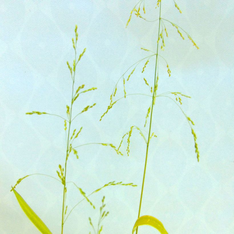 Milium effusum Aureum (Flowering)