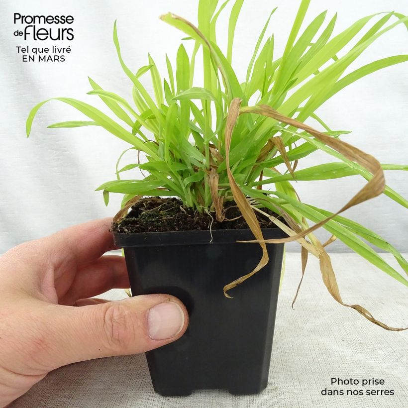 Milium effusum Aureum Godet de 9cm sample as delivered in spring