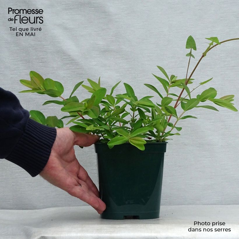 Hypericum calycinum - St. John's wort 2L/3L pot sample as delivered in spring