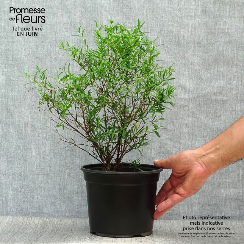 Hypericum densiflorum Buttercup - St. John's wort 2L/3L pot sample as delivered in summer