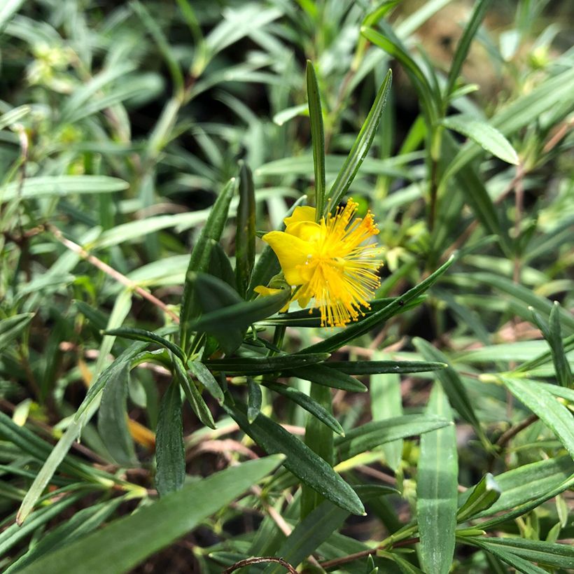 Hypericum densiflorum Buttercup - St. John's wort (Foliage)