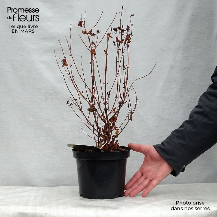 Hypericum inodorum Elstead - St. John's wort 1.5L/2L pot sample as delivered in spring