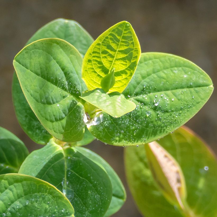 Hypericum inodorum Miracle Pistache Allpista - St. John's wort (Foliage)