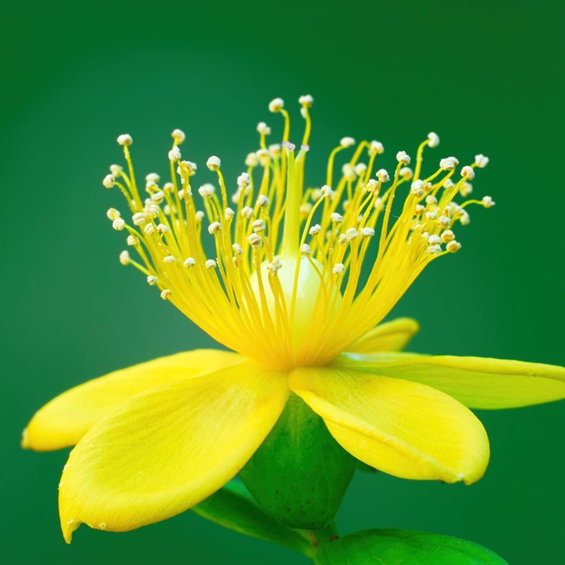 Hypericum inodorum Miracle Pistache Allpista - St. John's wort (Flowering)