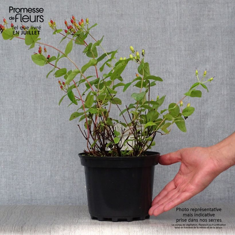 Hypericum inodorum Rheingold - St. John's wort 1L/1.5L pot sample as delivered in summer