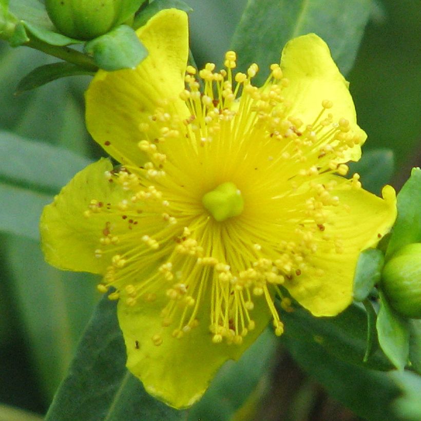 Hypericum kalmianum Cobalt-n-Gold - St. John's wort (Flowering)