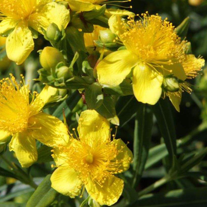 Hypericum kalmianum Sunny Boulevard Proven Winners - St. John's wort (Flowering)