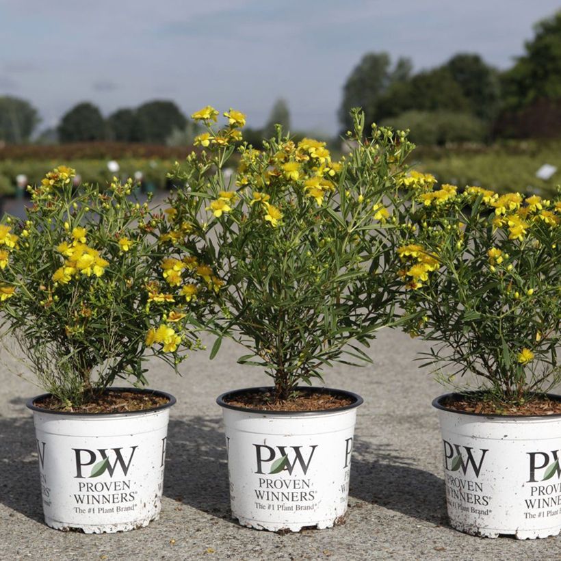 Hypericum kalmianum Sunny Boulevard Proven Winners - St. John's wort (Plant habit)