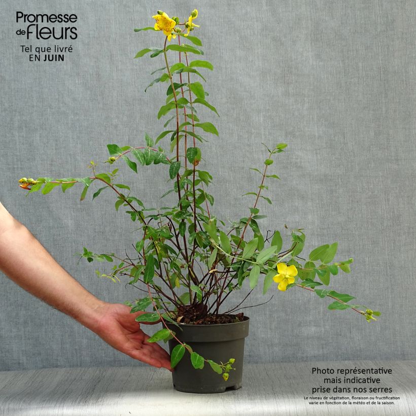 Hypericum x moserianum - St. John's wort 2L/3L pot 20/30cm sample as delivered in summer