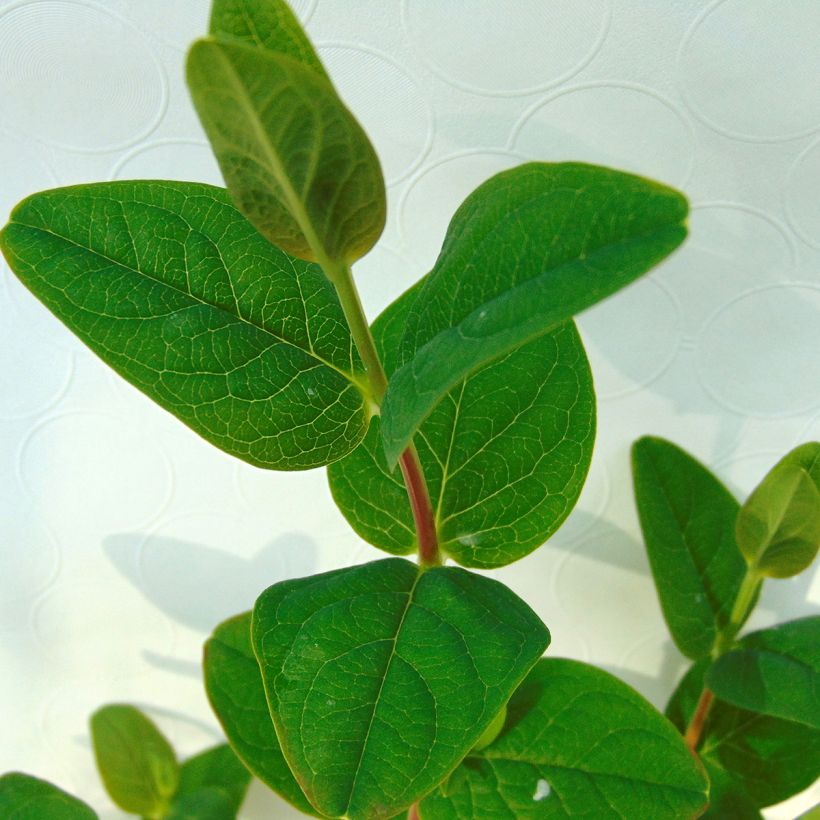 Hypericum inodorum Magical White Kolmawhi - St. John's wort (Foliage)