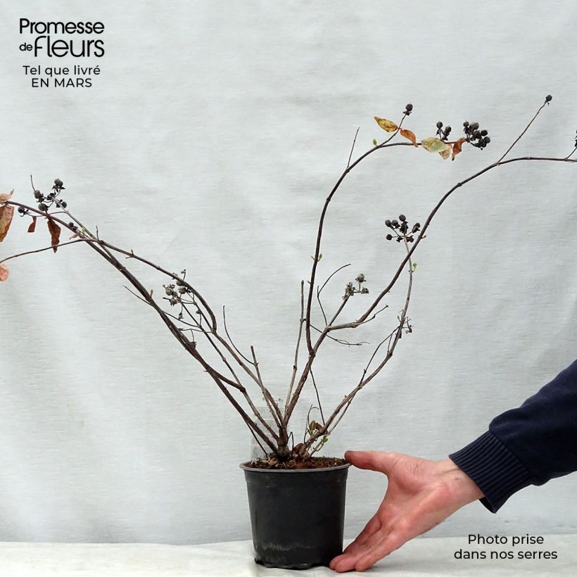 Hypericum inodorum Magical White Kolmawhi - St. John's wort 1.5L/2L pot sample as delivered in spring